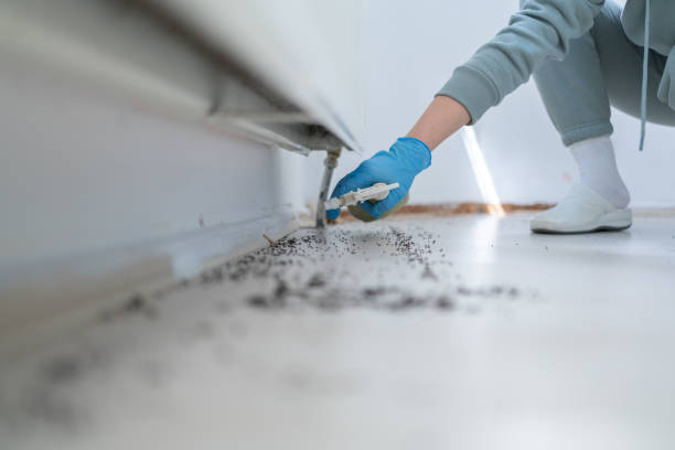 Best Mosquito Control Services  in Spring Grove, MN