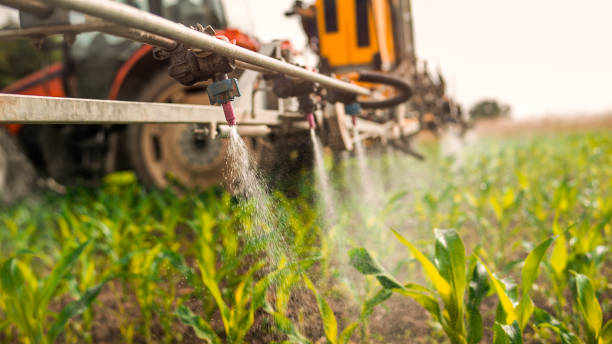 Best Pest Removal Services  in Spring Grove, MN
